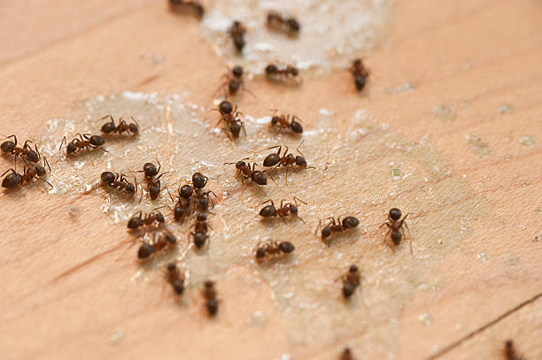 Best Termite Control Services  in Gooding, ID