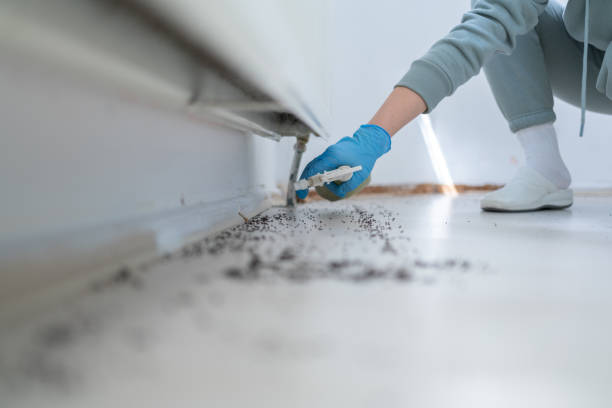 Best Flea Control Services  in Gooding, ID